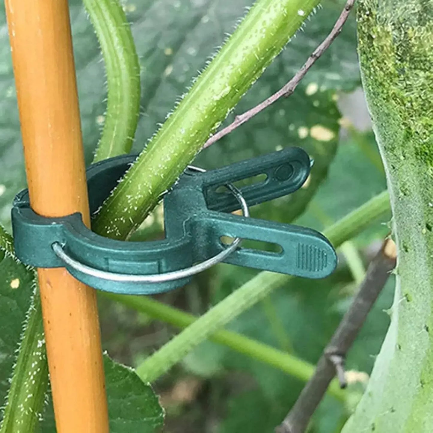 Reusable Plant Fixed Clips For Greenhouse Stems And Garden Fasteners